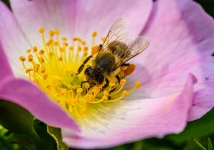 Sumiço misterioso dos insetos intriga cientistas – Saiba mais