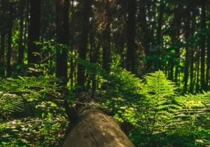Amazônia revela mistério oculto nas alturas – Um mundo perdido