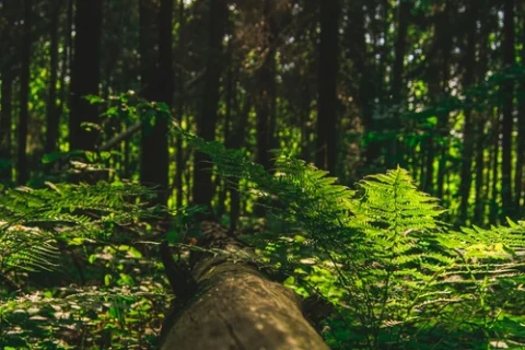 Amazônia revela mistério oculto nas alturas – Um mundo perdido