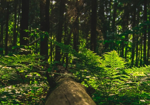Amazônia revela mistério oculto nas alturas – Um mundo perdido